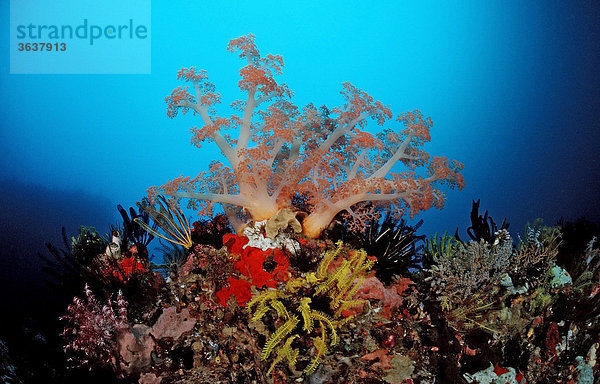 Korallenriff mit Weichkoralle (Alcyonaria sp.)  Komodo  Floressee  Indonesien  Südostasien