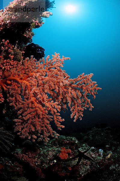 Korallenriff  Komodo  Indischer Ozean  Indonesien