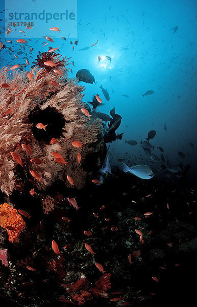 Korallenriff mit Fischen  Komodo  Indischer Ozean  Indonesien
