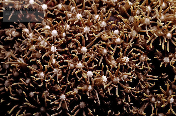 Polypen einer Anemonenkoralle (Goniopora sp.)  Bali  Indischer Ozean  Indonesien