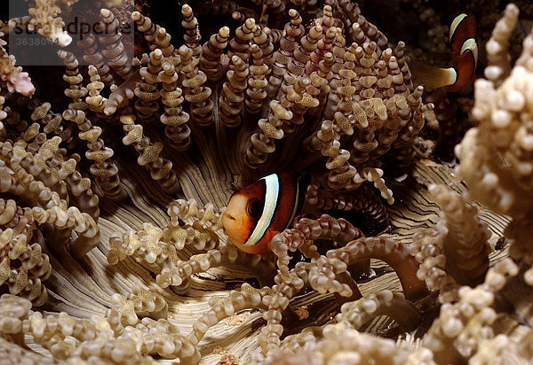 Clarks Anemonenfisch in Glasperlen-Anemone (Amphiprion clarkii  Heteractis aurora)  Bali  Indischer Ozean  Indonesien