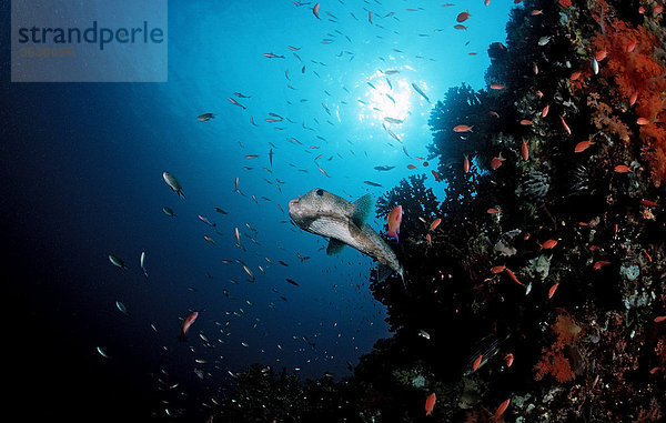 Gepunkteter Igelfisch (Diodon hystrix)  Bali  Indischer Ozean  Indonesien
