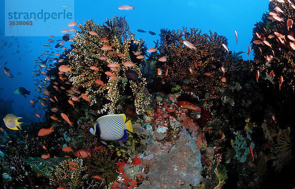 Kaiserfisch und Korallenriff (Pomacanthus imperator)  Komodo  Indischer Ozean  Indonesien