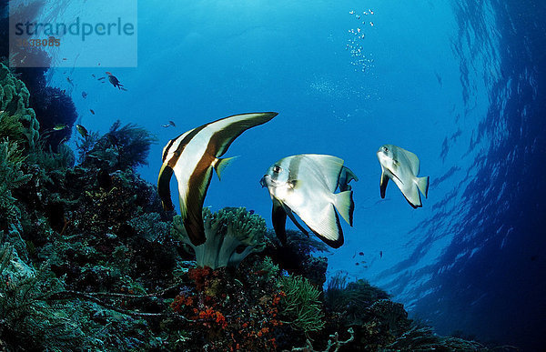 Longfin Batfish (Platax teira)  Waktobi  Celebes Sea  Sulawesi  Indonesia