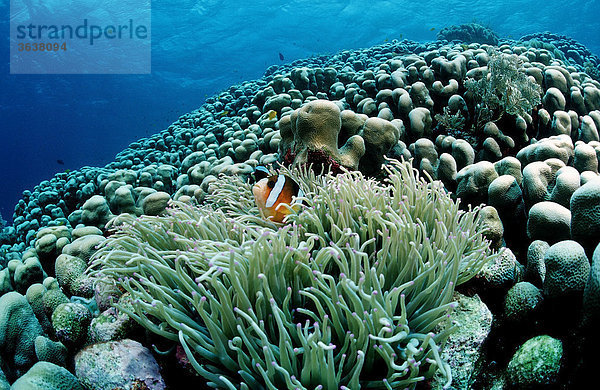Clarks Anemonefish (Amphiprion clarkii)  Waktobi  Celebes Sea  Sulawesi  Indonesia