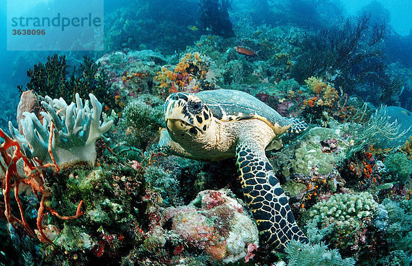 Hawksbill turtle (Eretmochelys imbricata)  Waktobi  Celebes Sea  Sulawesi  Indonesia