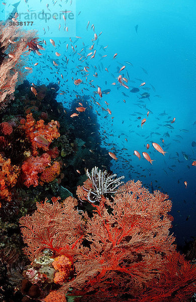 Korallenriff mit Fahnenbarschen (Anthias)  Komodo  Indischer Ozean  Indonesien  Asien