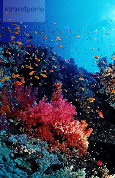 Buntes Korallenriff  Brother Inseln  Rotes Meer  Ägypten