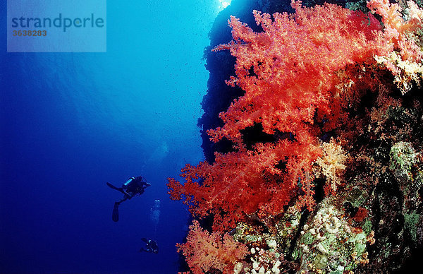 Taucher an Korallenriff  Elphinstone  Rotes Meer  Ägypten  Afrika