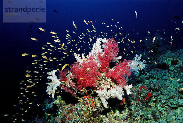 Korallenriff mit Weichkorallen  Rotes Meer  Sudan