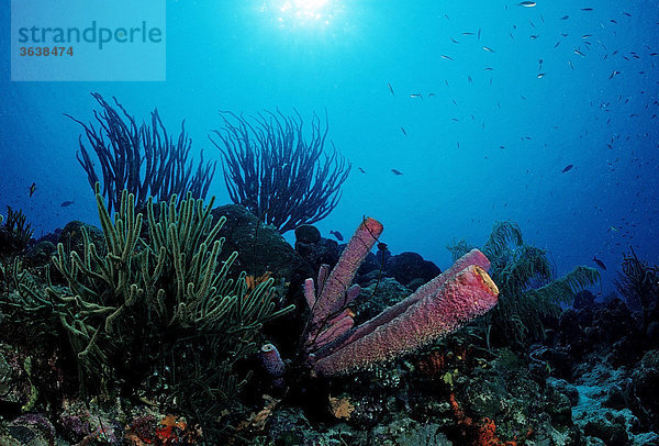 Korallenriff  Tobago  Karibik