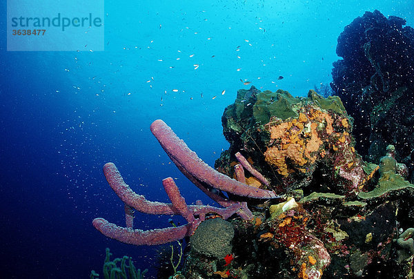 Karibisches Korallenriff  Trinidad  Karibik