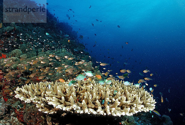 Korallenfische (Chromis viridis) am Korallenriff  Malediven  Indischer Ozean