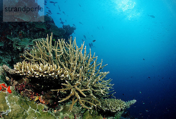 Riff mit Geweih-Korallen und Tischkorallen (Acropora)  Malediven  Indischer Ozean