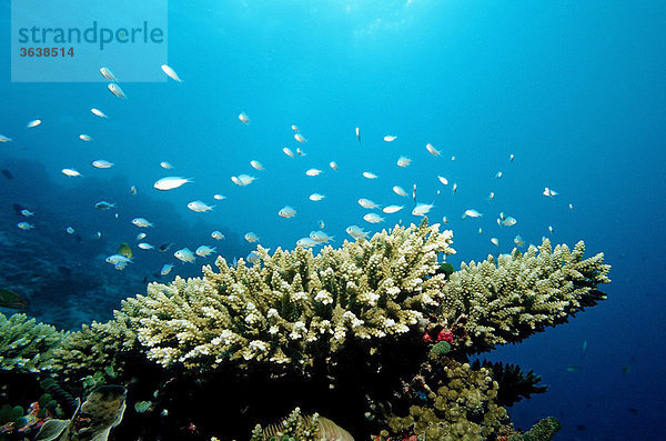 Korallenfische (Chromis viridis) am Korallenriff  Indischer Ozean  Malediven