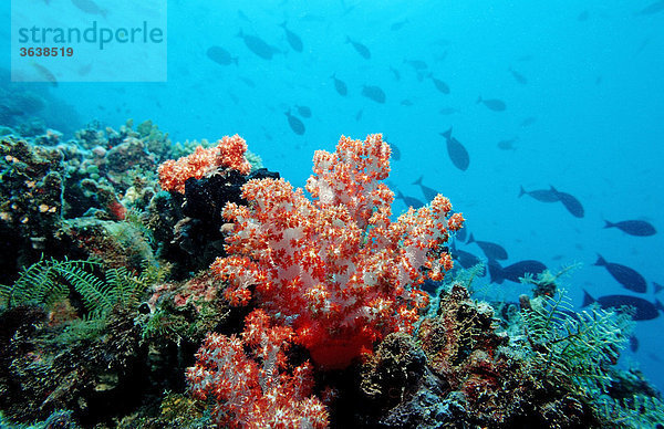 Korallenriff mit roter Weichkoralle  Indischer Ozean  Malediven