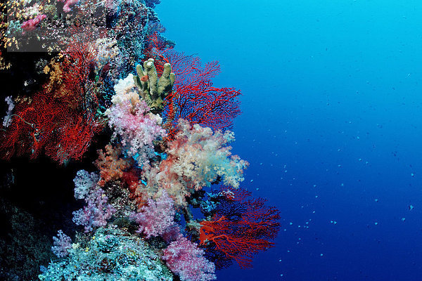 Buntes Korallenriff  Palau  Mikronesien  Pazifik