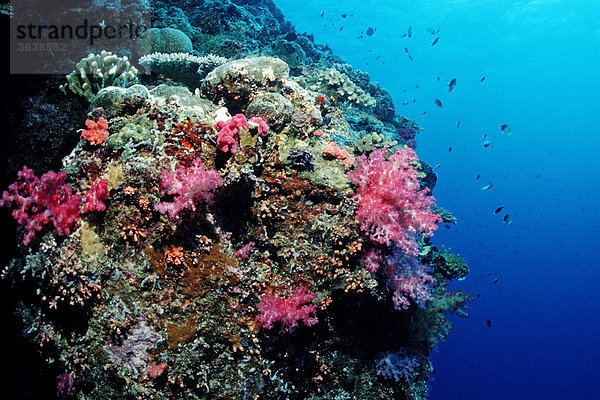 Bunte Weichkorallen in Korallenriff  Palau  Mikronesien  Pazifik