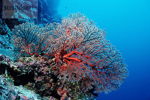 Seefächer in Korallenriff  Palau  Mikronesien  Pazifik