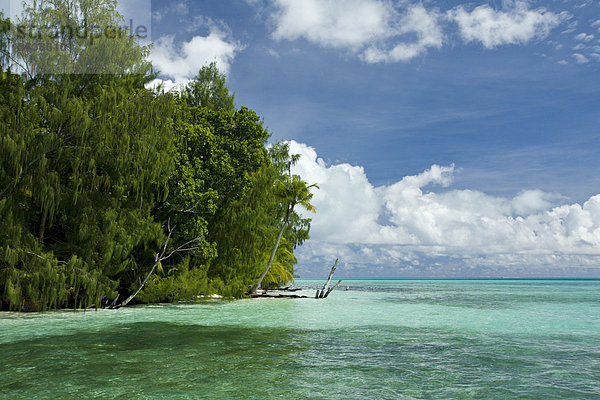 Tropischer Strand  Palau  Mikronesien  Pazifik