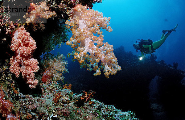 Taucher und Korallenriff  Malediven  Indischer Ozean