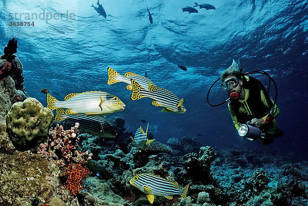 Taucher am Korallenriff  Malediven  Indischer Ozean