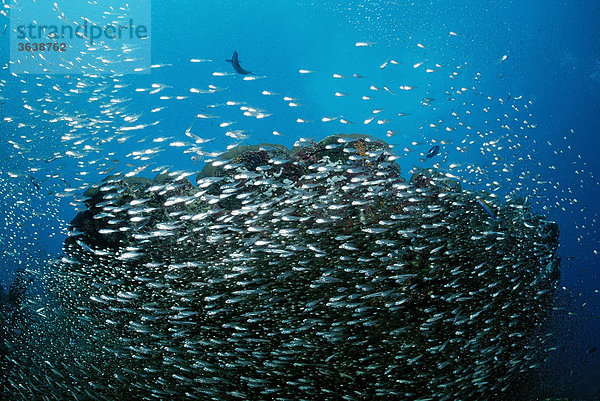Glasfische (Parapriacanthus ransonneti)  Malediven  Indischer Ozean