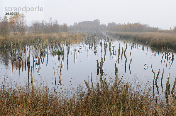 Moorkolk im Herbst  holländisches Hochmoorreservat Bargerveen  Niederlande  Europa