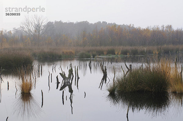 Moorkolk im Herbst  holländisches Hochmoorreservat Bargerveen  Niederlande  Europa