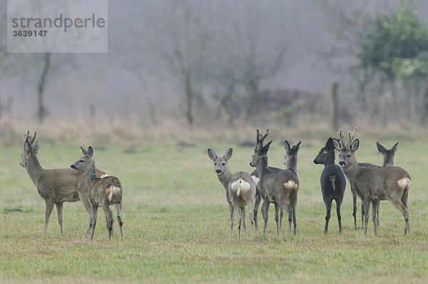 Rehwild (Capreolus capreolus)