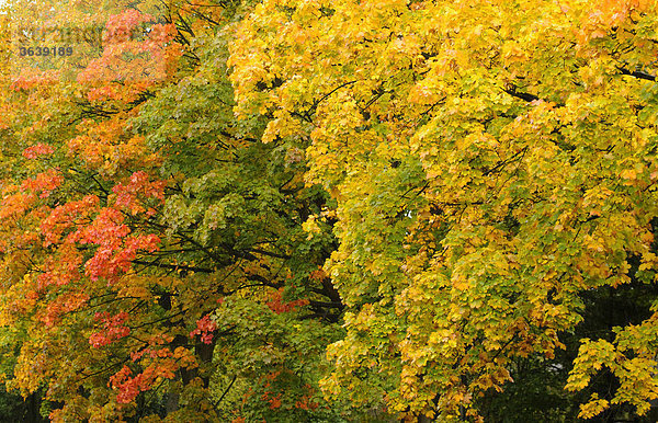 Herbstlaub des Bergahorn (Acer pseudoplatanus)