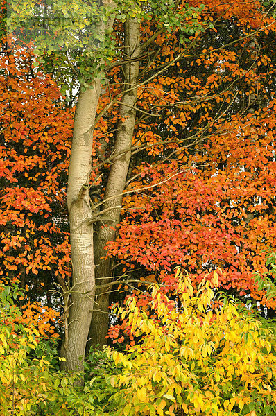 Herbstlaub von Felsenbirne (Amelanchier canadensis)  Zitterpappel (Populus tremula) und Später Traubenkirsche (Prunus serotina)