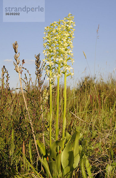 Weiße Waldhyazinthe (Platanthera bifolia)