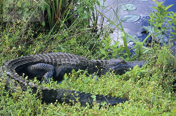 Mississippi-Alligator (Alligator mississippiensis)