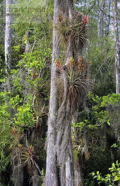 Sumpfzypressen (Taxodium distichum) und Tillandsien (Tillandsia spec.) in den Everglades  Florida  USA
