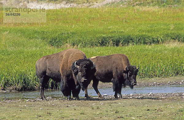Bisons (Bison bison)  Yellowstone Nationalpark  Wyoming  USA