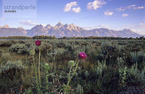 Distel (Cirsium spec.) vor den Grand Tetons  Wyoming  USA