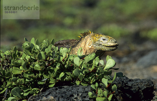 Landleguan (Conolophus subcristatus)  Galapagos