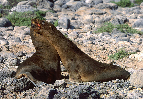 Junge Galapagos-Seelöwen (Zalophus californianus wollebaeki)