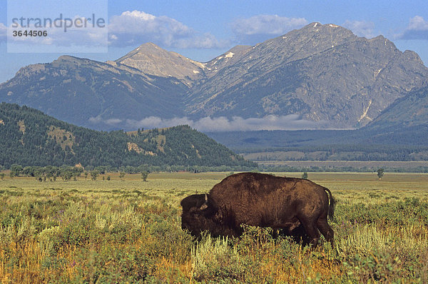 Bison (Bison bison) vor den Grand Tetons  USA