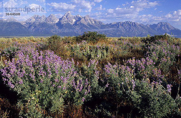 Lupinen vor den Grand Tetons  USA