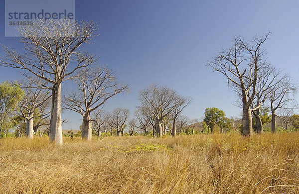 Australische Flaschenbäume (Adansonia gregorii)  Kimberley Plateau  Australien