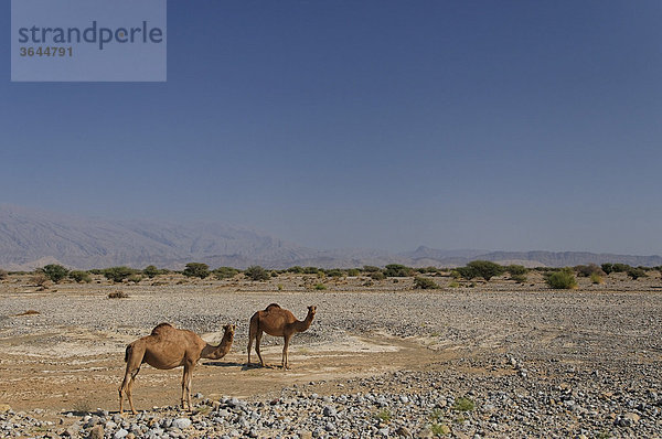 Zwei Dromedare (Camelus dromedarius) am Straßenrand  Straße nach Nizwa  Oman  Naher Osten