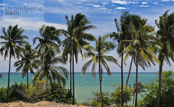 Palmen vor türkisem Meer  Mui Ne  Vietnam  Asien