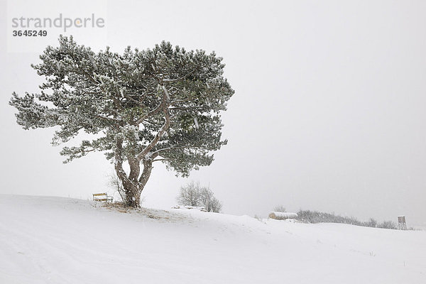 Schwarzföhre (Pinus nigra) im Schneesturm  Niederösterreich  Österreich  Europa