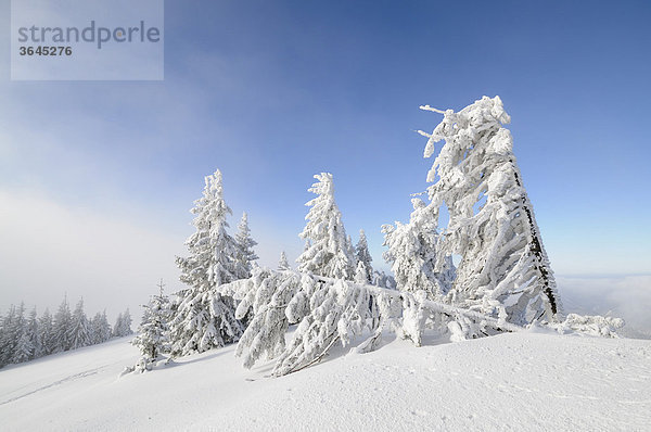 Tief verschneite Bäume am Gipfelgrat des Unterbergs  Niederösterreich  Österreich  Europa