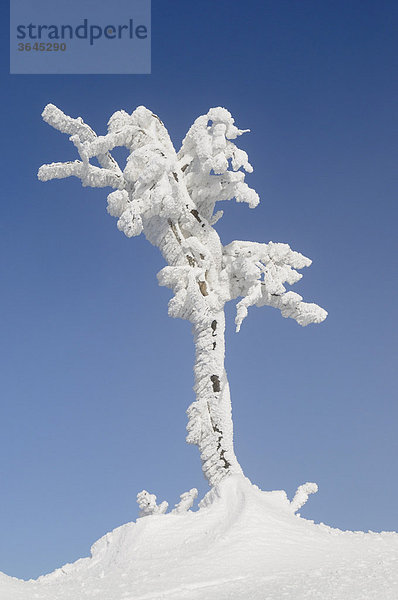 Tief verschneiter Baum am Gipfelgrat des Unterbergs  Schitour Unterberg  Niederösterreich  Österreich  Europa
