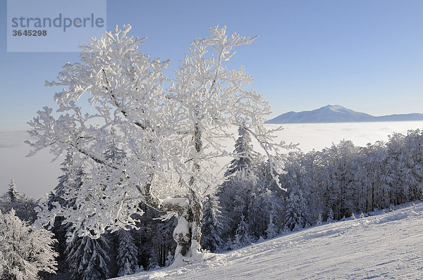 Verschneiter Baum  hinten der Schneeberg  Schitour Unterberg  Niederösterreich  Österreich  Europa