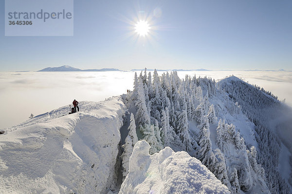 Blick vom Gipfel des Unterbergs nach Westen  Schitour Unterberg  Niederösterreich  Österreich  Europa