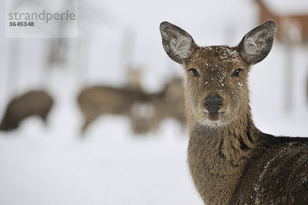 Damwild (Dama dama)  Wildpark Altenfelden  Oberösterreich  Österreich  Europa